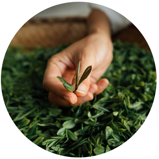 Green Tea Lovers
