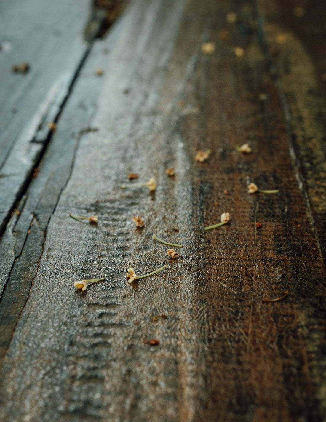 Close-up of fresh osmanthus blossoms — Guizhou, September 2023