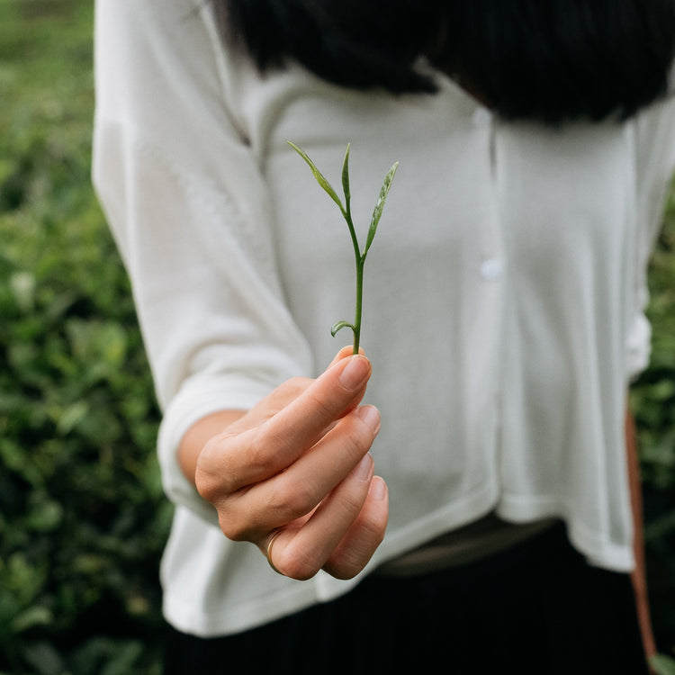 Foundations for Serving Tea (In-Person Training) - Grass People Tree