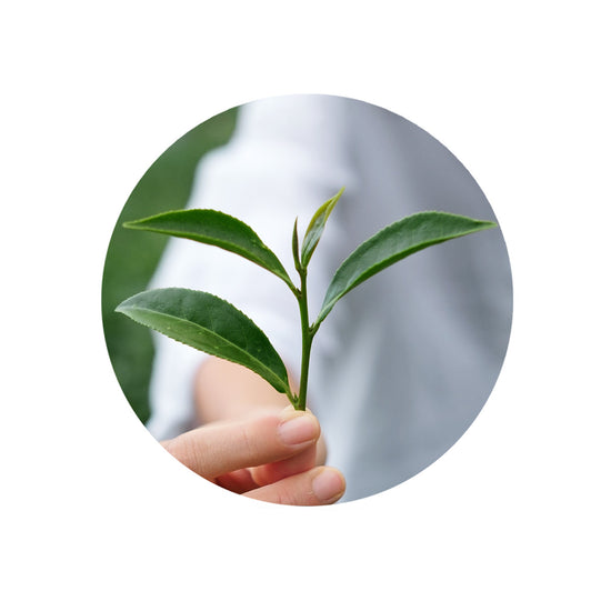 The Roots Of Tea