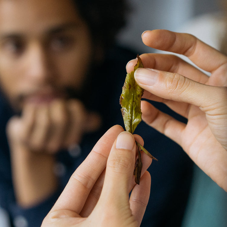 Foundations for Serving Tea (In-Person Training) - Grass People Tree
