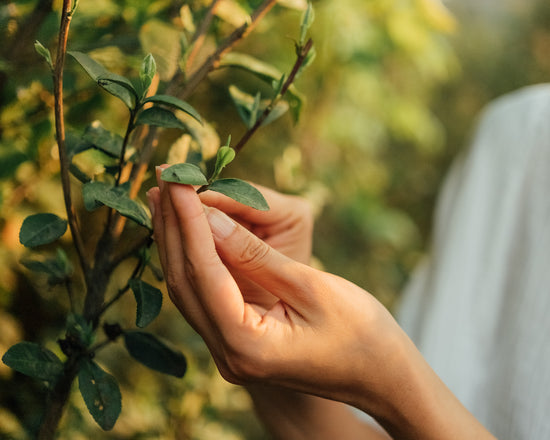 Growing With Tea