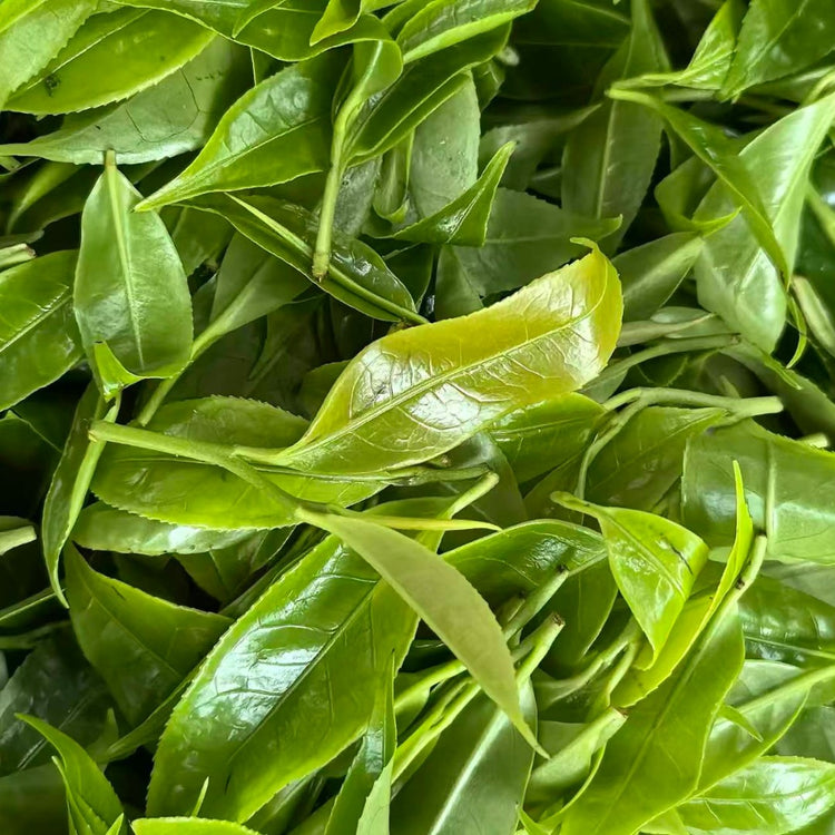 Close-up of fresh wild Low caffeine tea leaves, ready to wither after picking