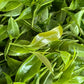 Close-up of fresh wild Low caffeine tea leaves, ready to wither after picking