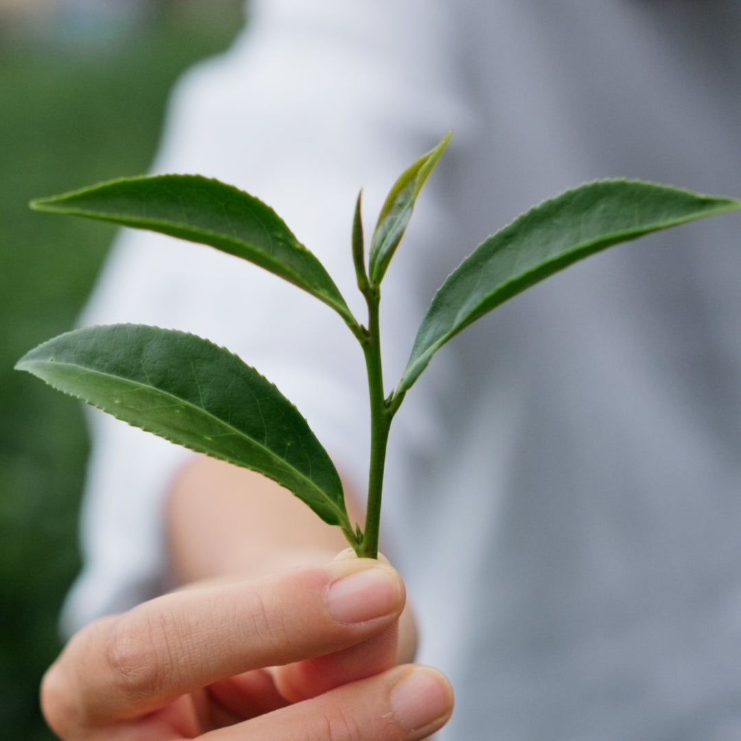 The Roots Of Tea - A foundational tea course β Grass People Tree