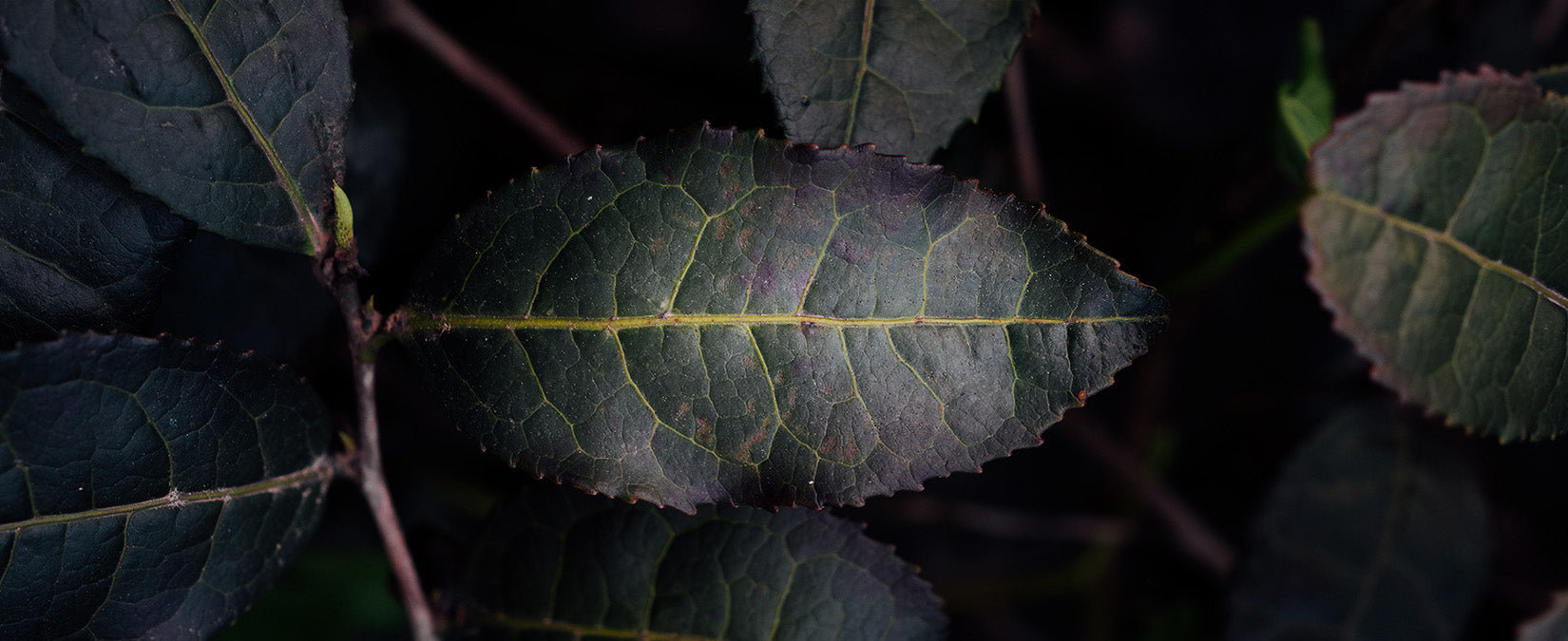 Beyond Organic Teas - From Wild, Indigenous and Ancient Tea Trees ...