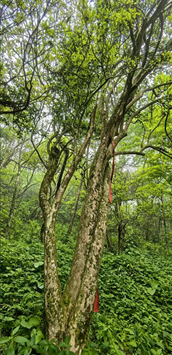 Wild Mo Ya Tea Tree in Guizhou naturally low in caffeine