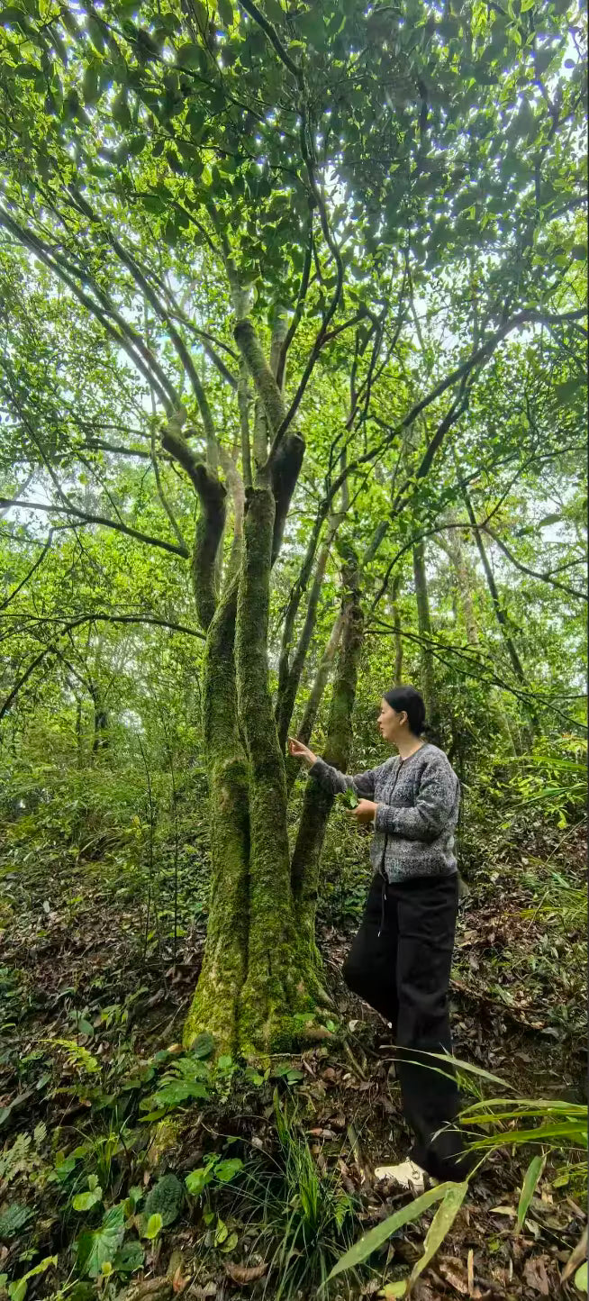 Wild Mo Ya Tea Tree in Guizhou naturally low in caffeine