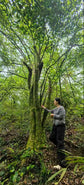 Wild Mo Ya Tea Tree in Guizhou naturally low in caffeine